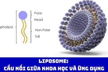 Liposome: Cầu nối giữa khoa học và ứng dụng